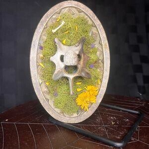 Deer vertebrae oddity